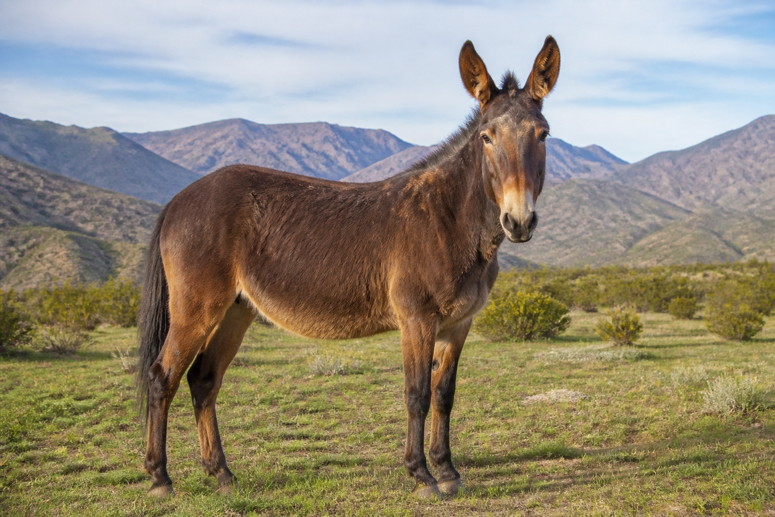 Mulares en un paisaje rural jujeño